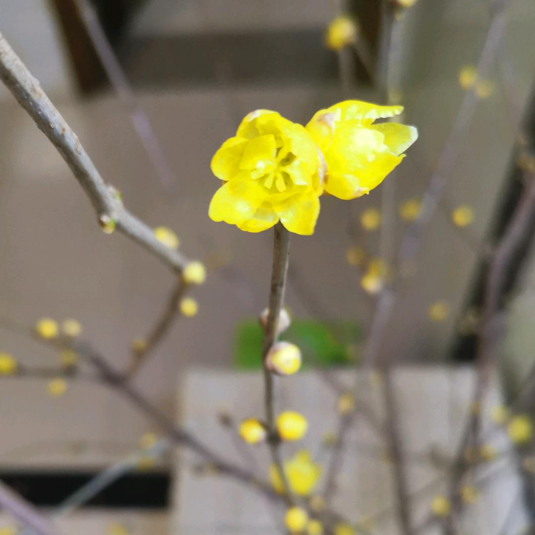 燕子