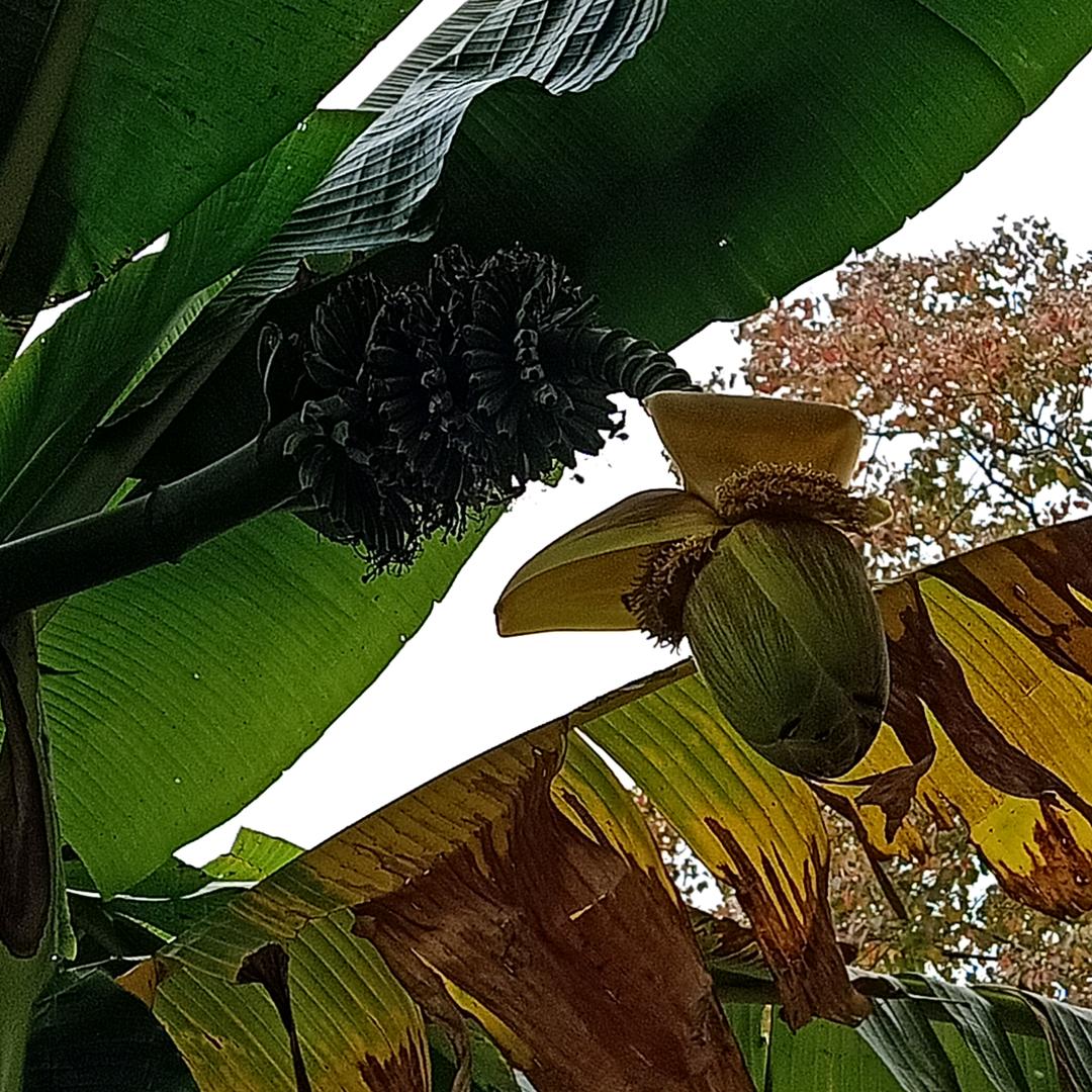 阳花玉树