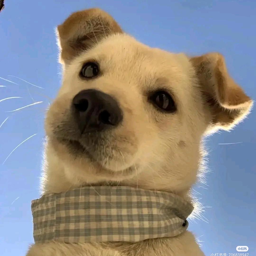 ︿(￣︶￣)︿
