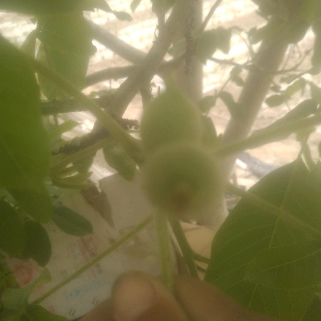 郭爱只
