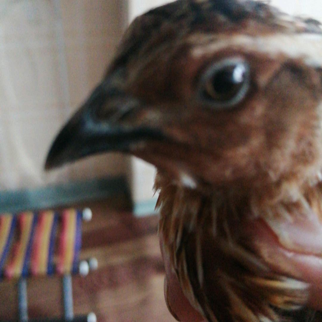 好心情幸福一生