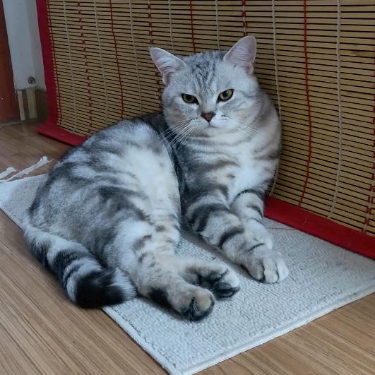 张姐家的猫猫
