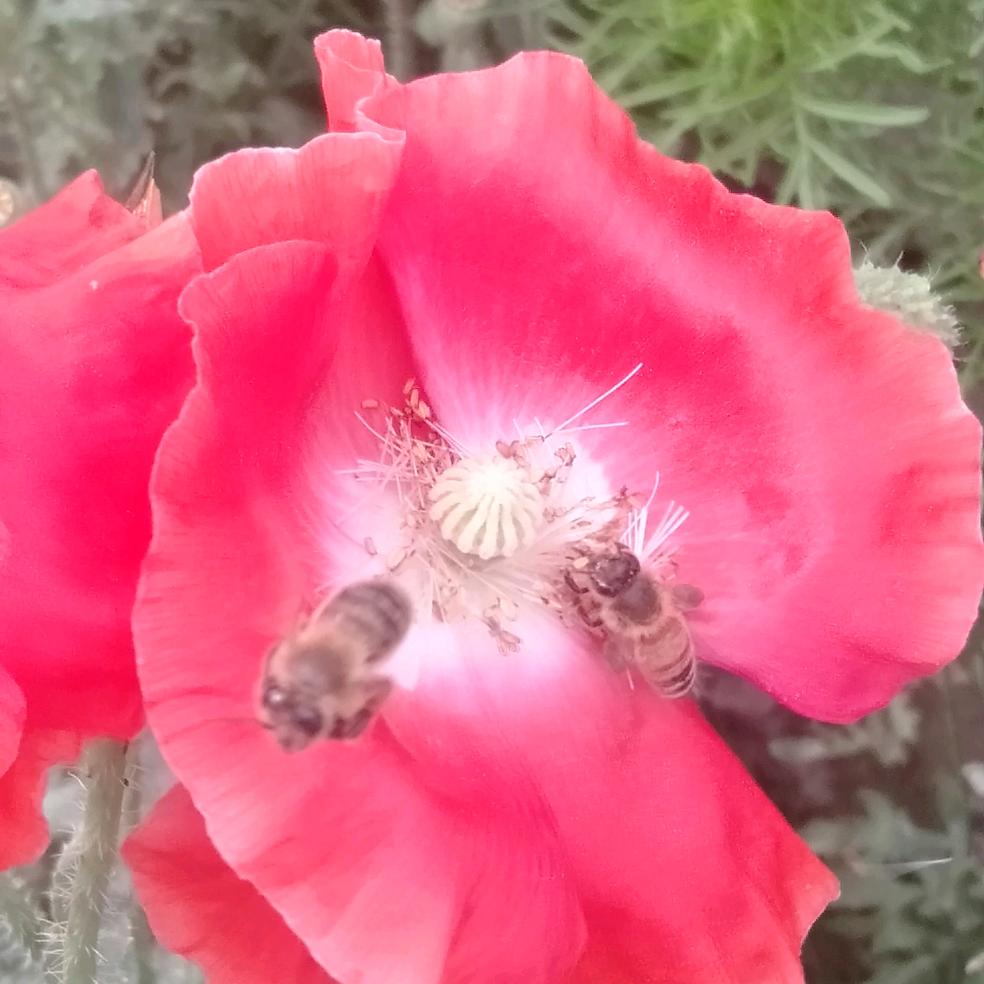 芬