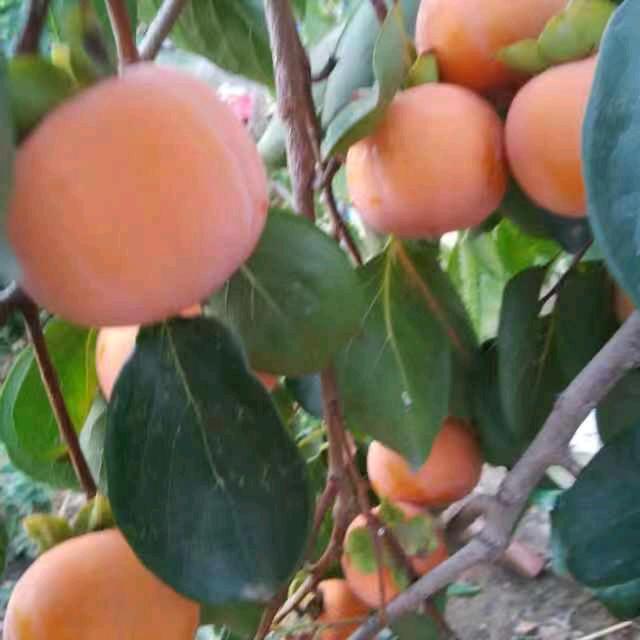 工艺