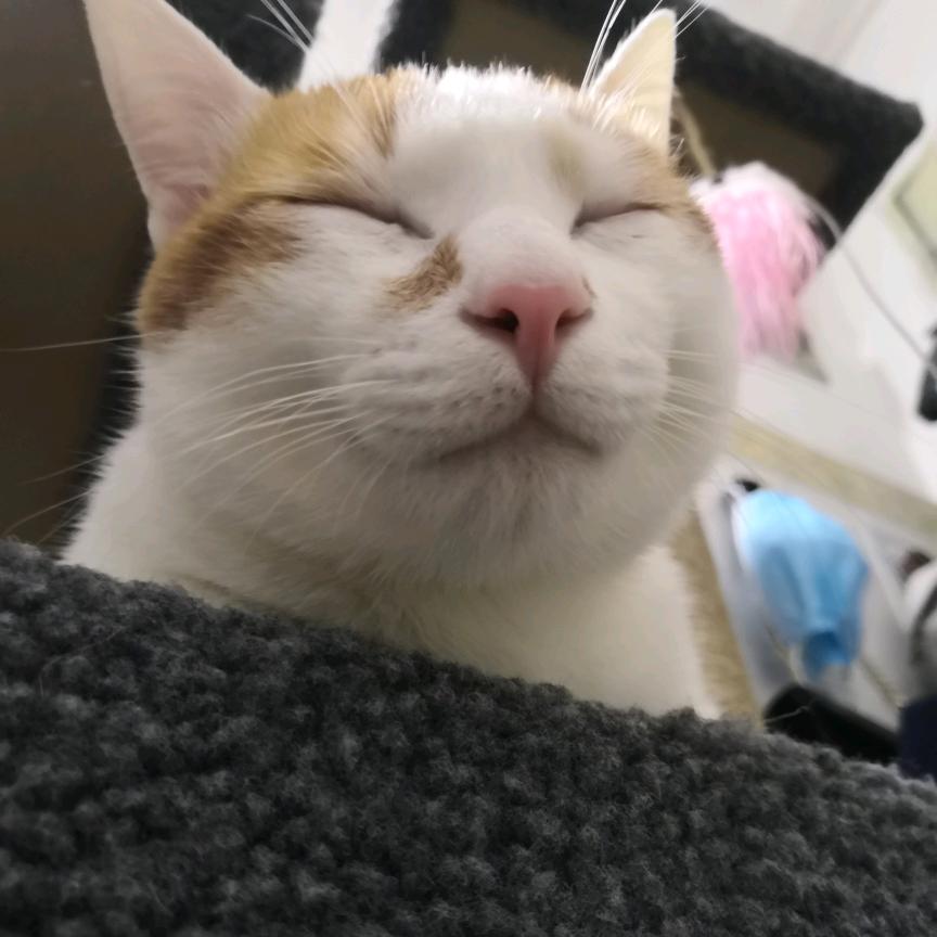 黄小ha🌈