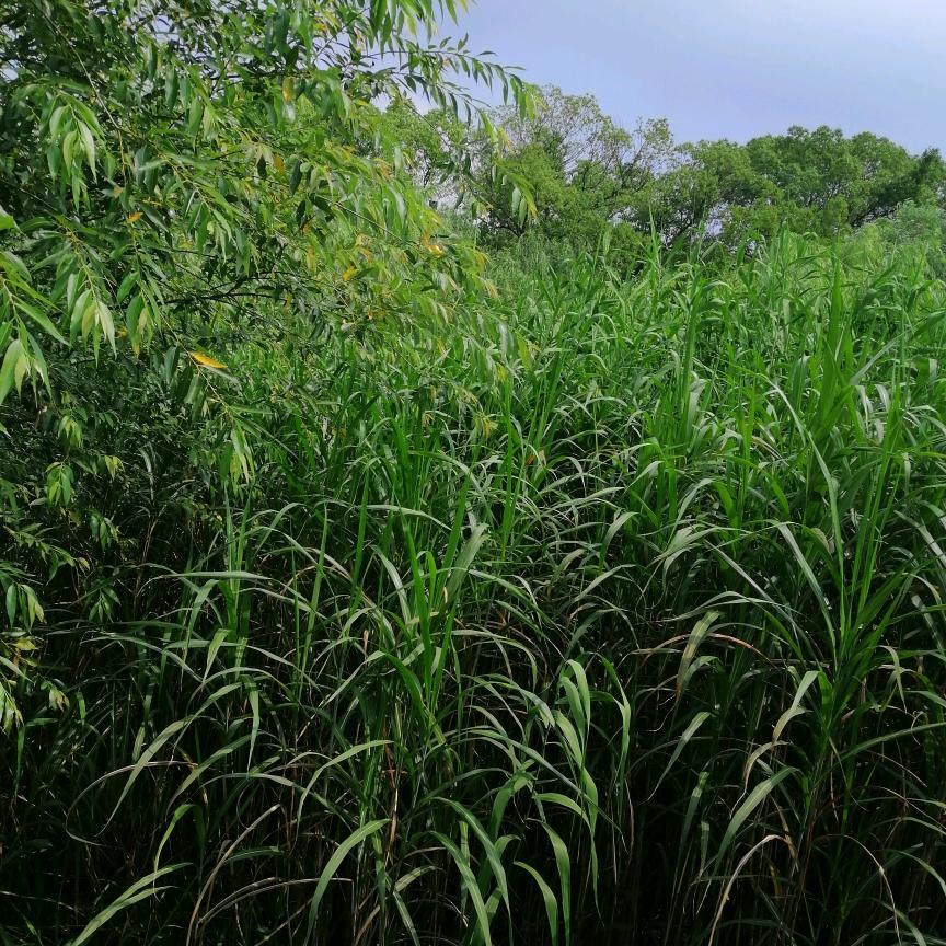 YUANFANG