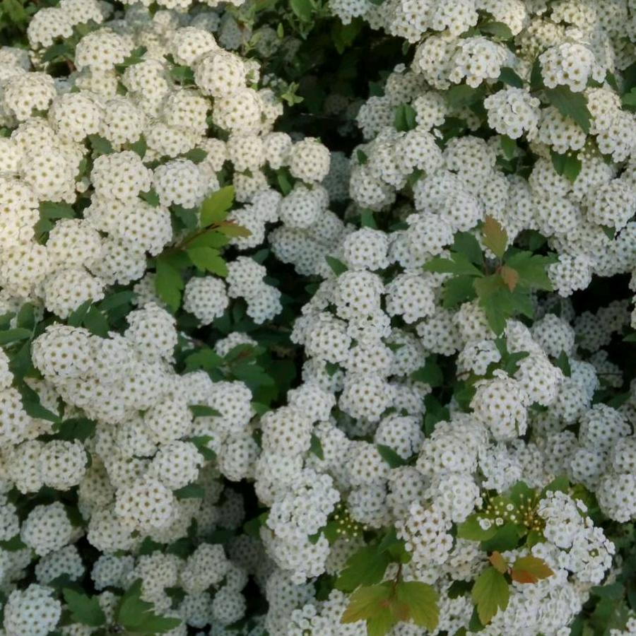 雪儿