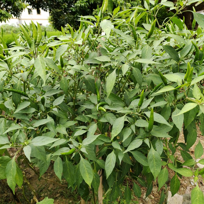 苦茶情话