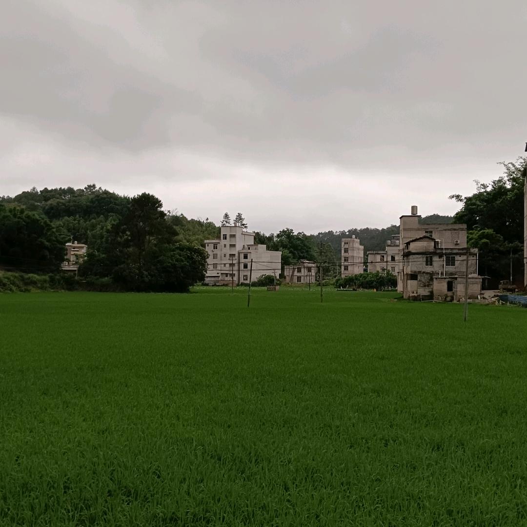 农村有李哥