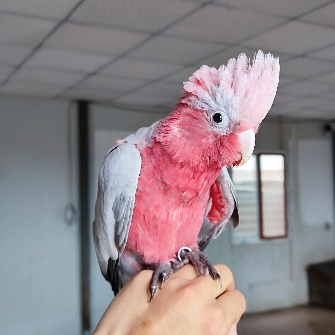 翼鸿鹦鹉养殖2