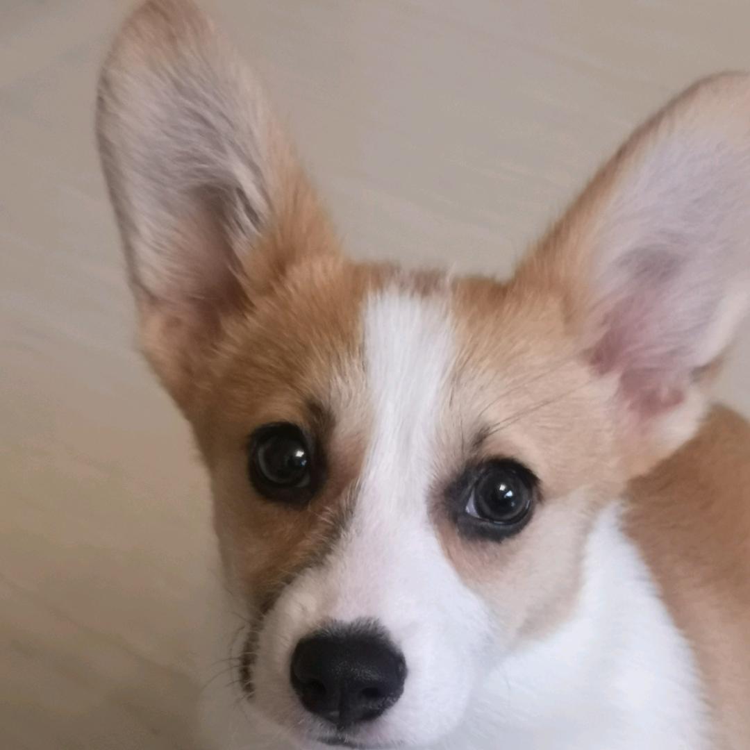 跟班汪喵家庭寄养托管所。