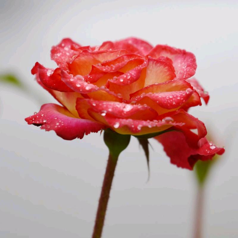 绿了芭蕉