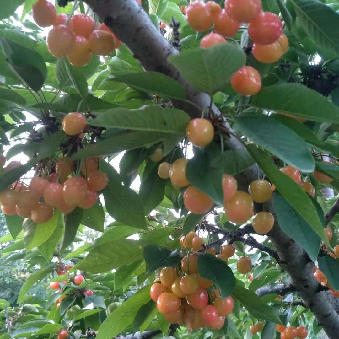 用户1141511813504杨美