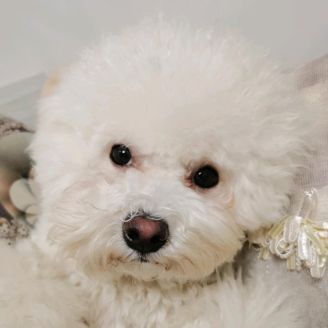 毛孩子🐶大球球