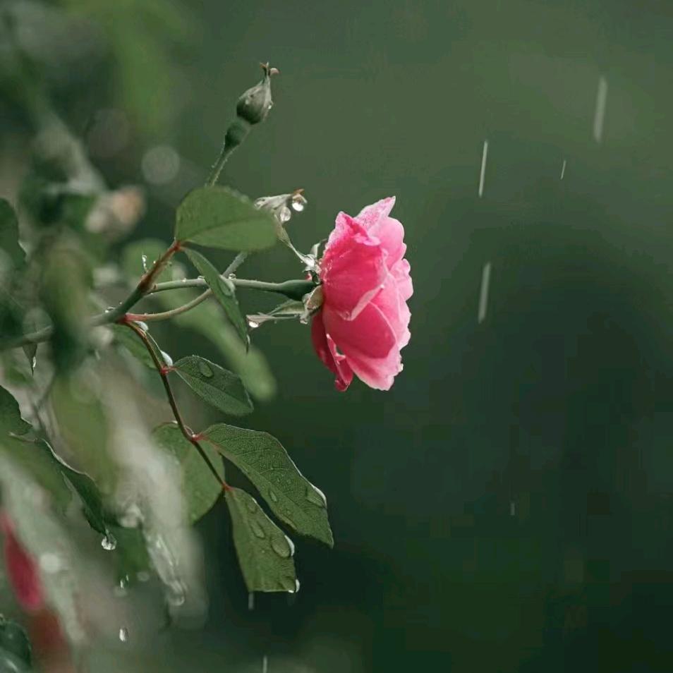 妹
