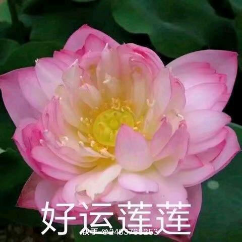 开心外婆