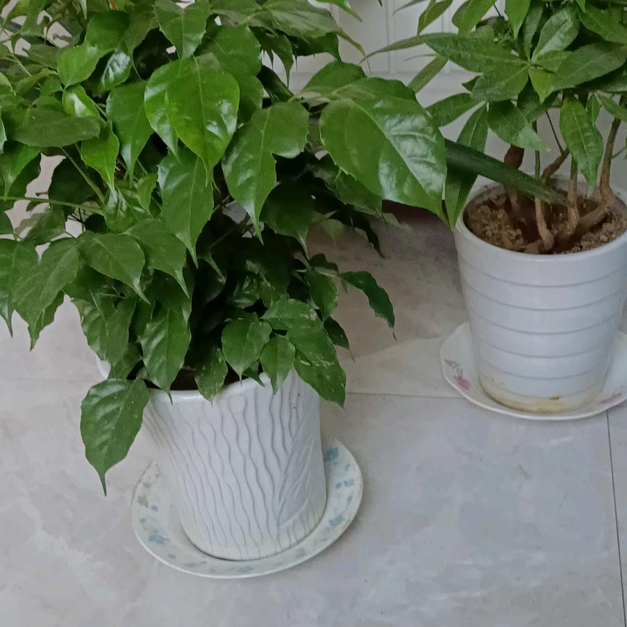 聂