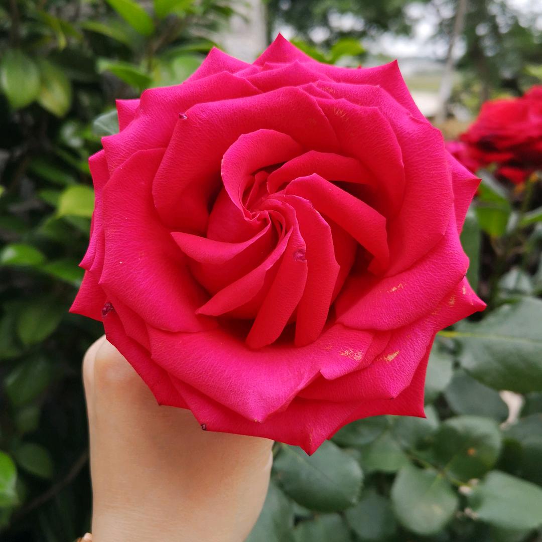 珍🌹🌹