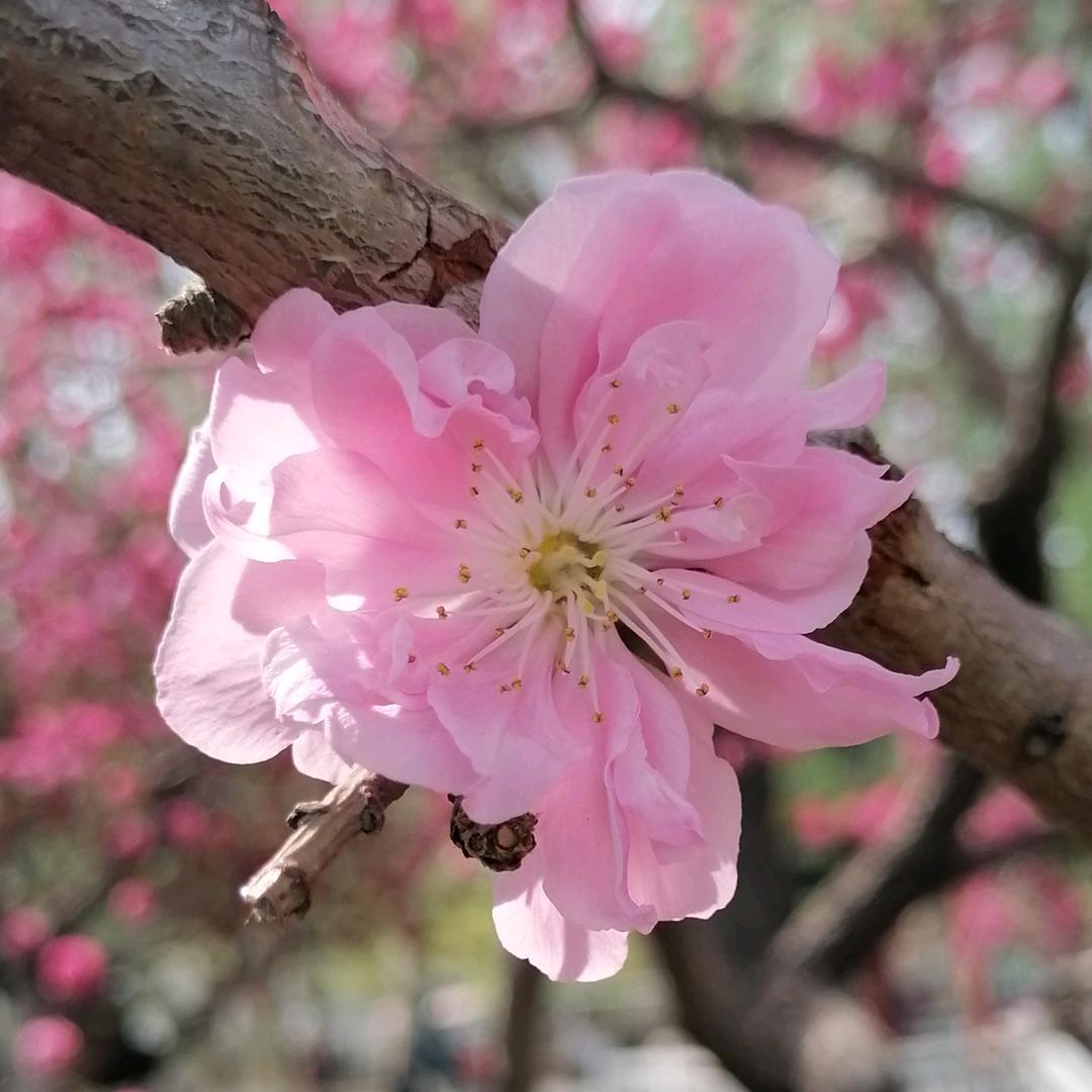 荣花褔贵