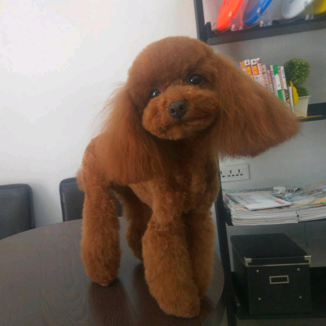 包克图小伙