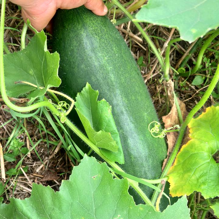 家媛种植专业合作社