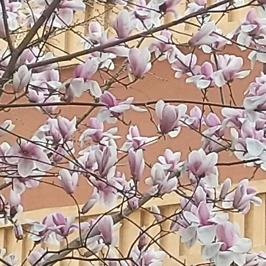 明锐