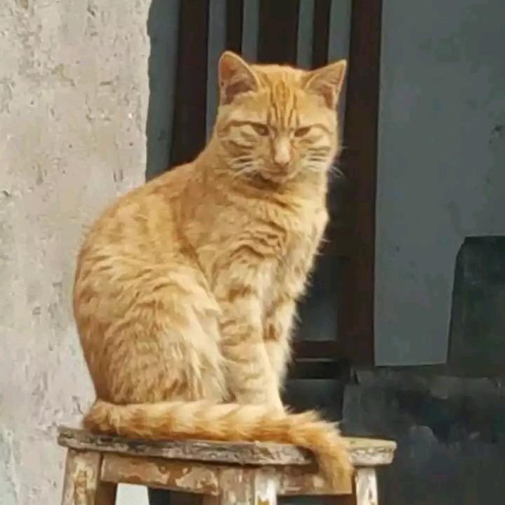 夜猫