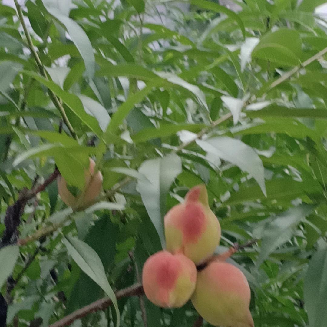 薰衣草
