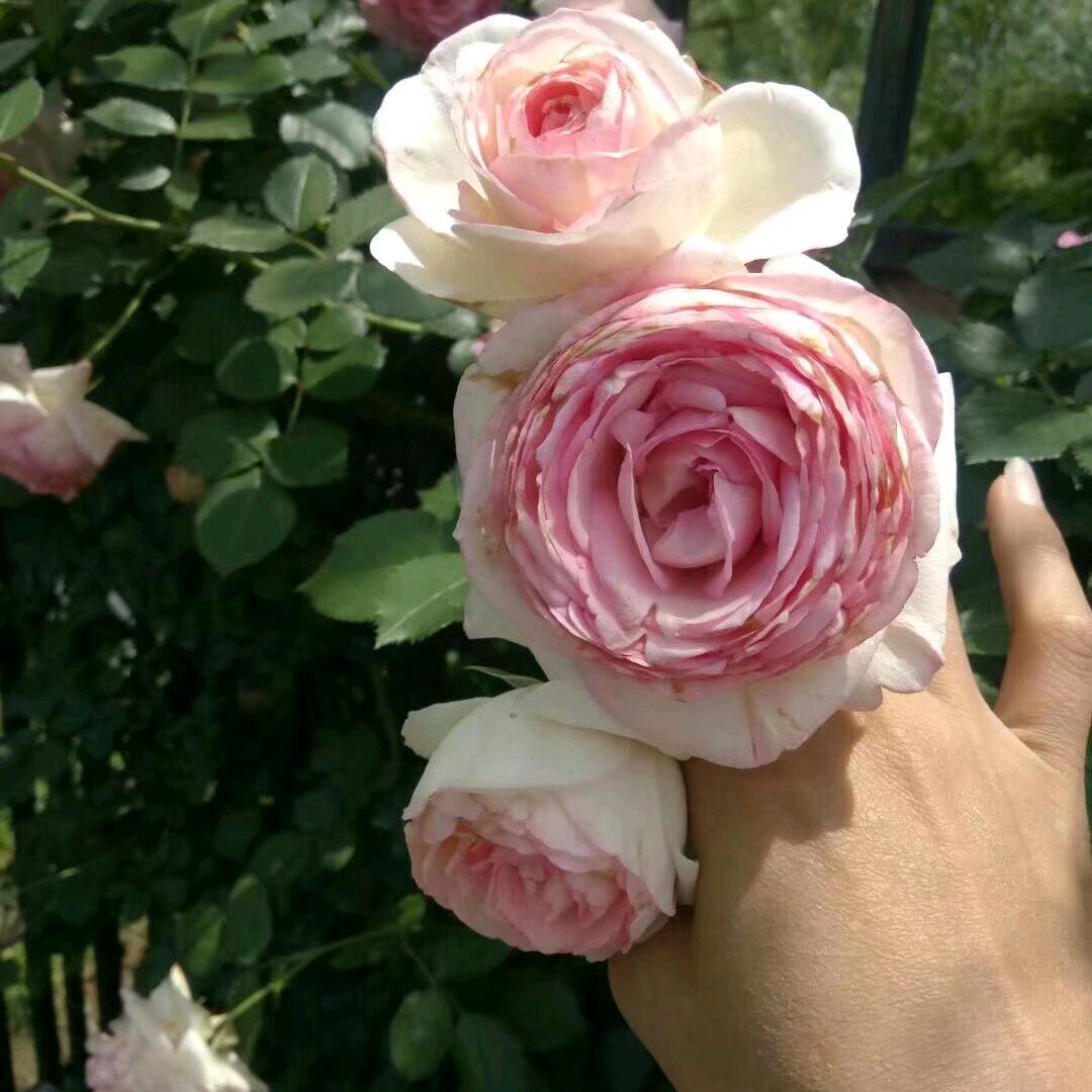 🌺ꦿ꯭@ 80后阿姨꧔ꦿ⁵²º᭄