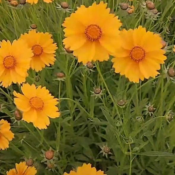 甘草