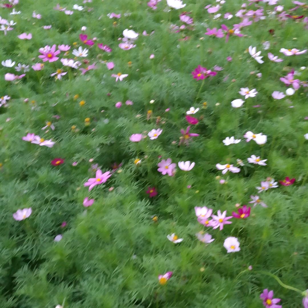 水晶梨