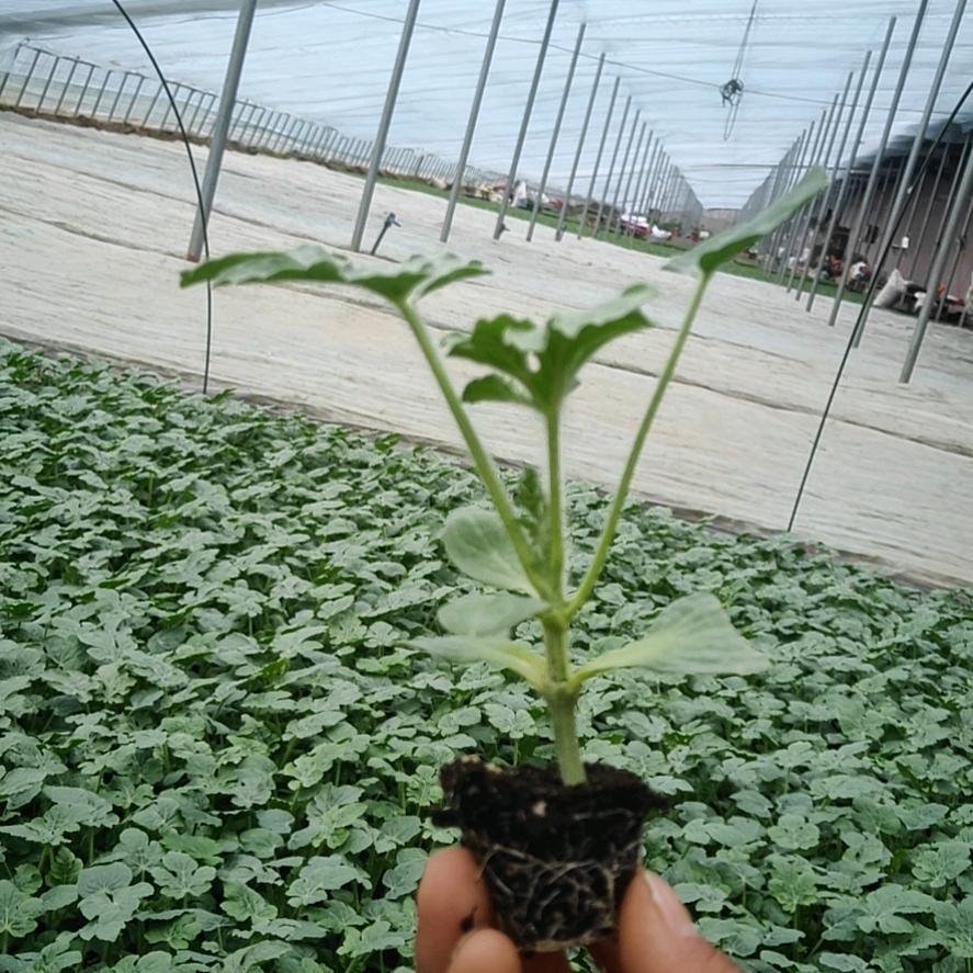 嫁接美都8424西瓜苗