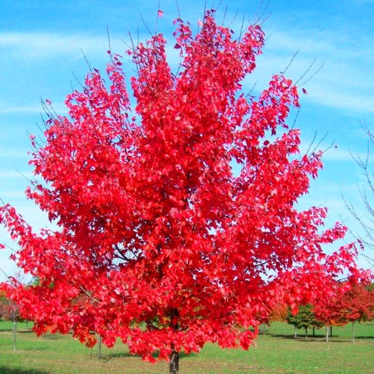 艳麒绿化苗木场。