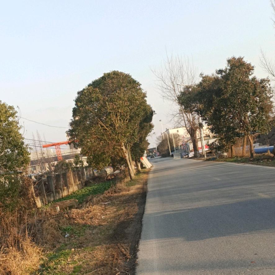 拳王泰酷拉
