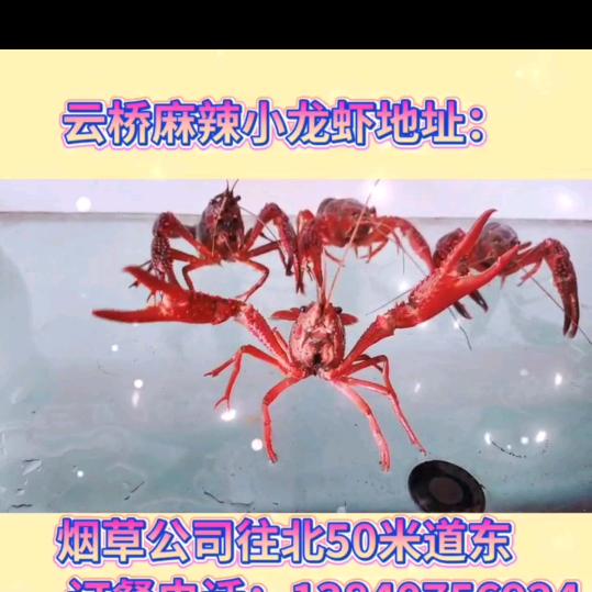 大石桥店🎊云桥麻辣小龙虾🎊