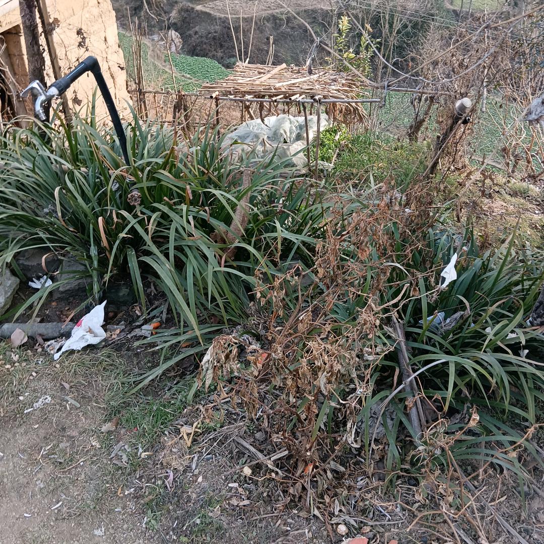 隆忠玲