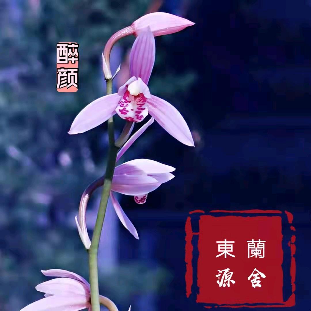 東源蘭舍－阿东