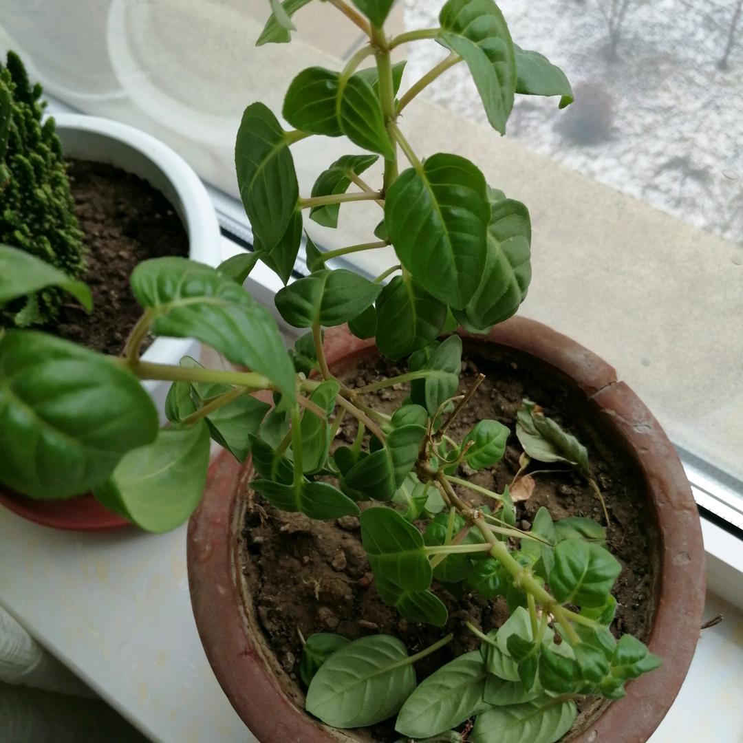 兰花