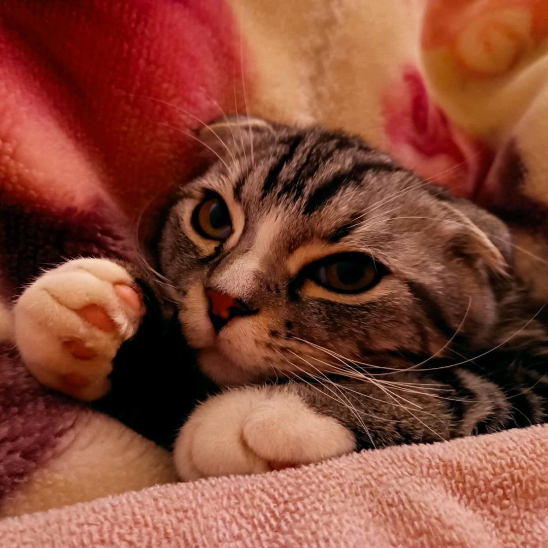 醒在深夜里的猫