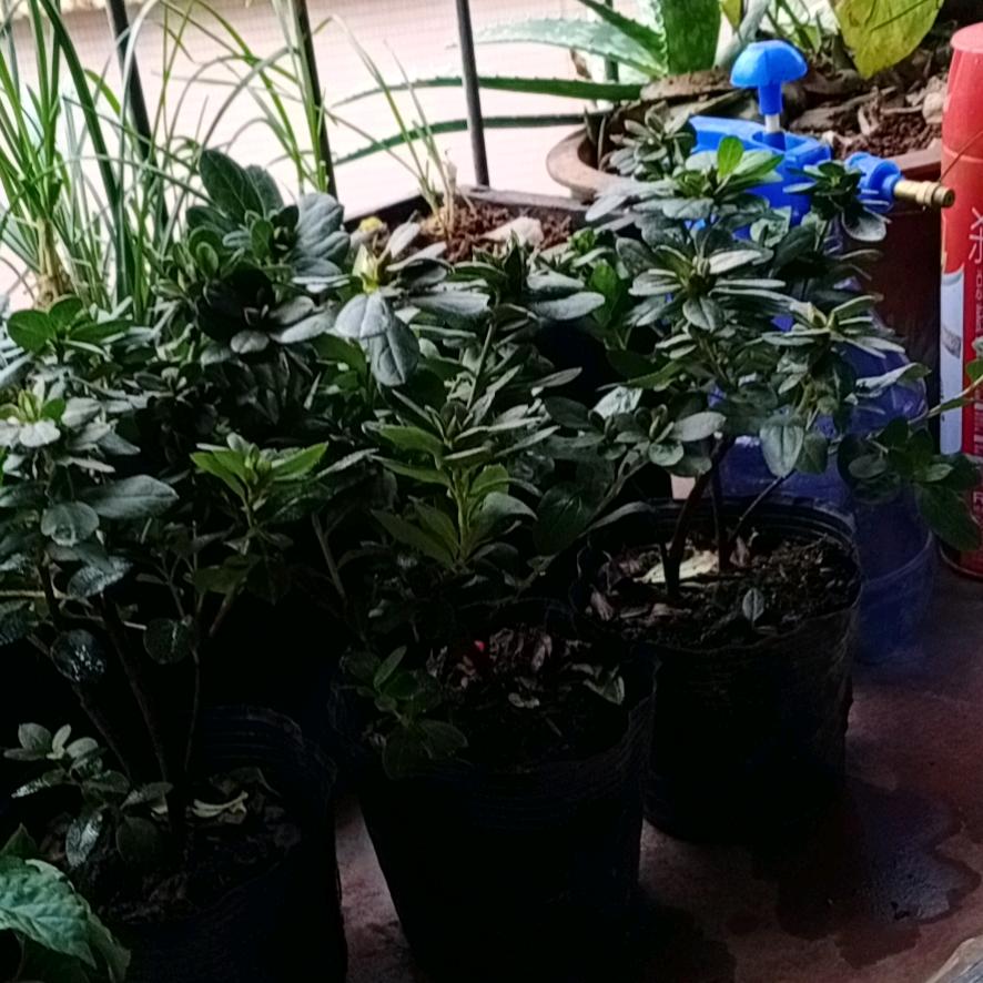 …………段涛……