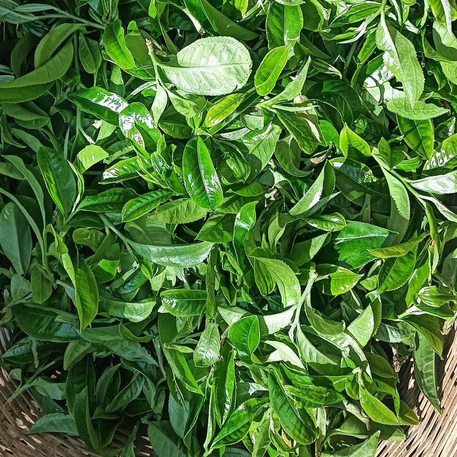 小荒田（14号）千乡里韵茶叶初制所