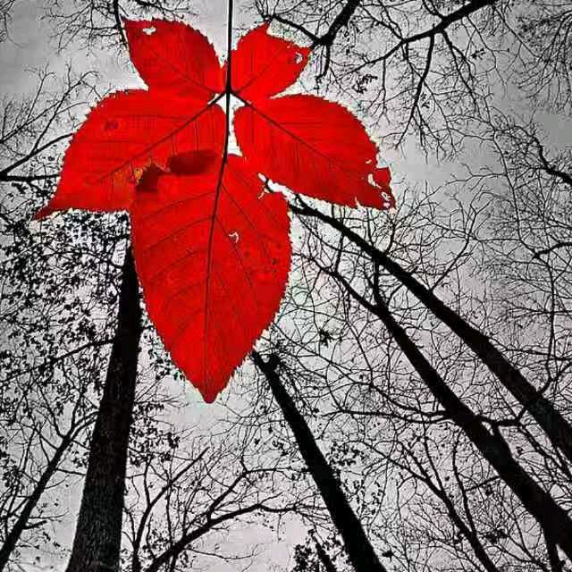 🌹🍁凌晨🍁🌹