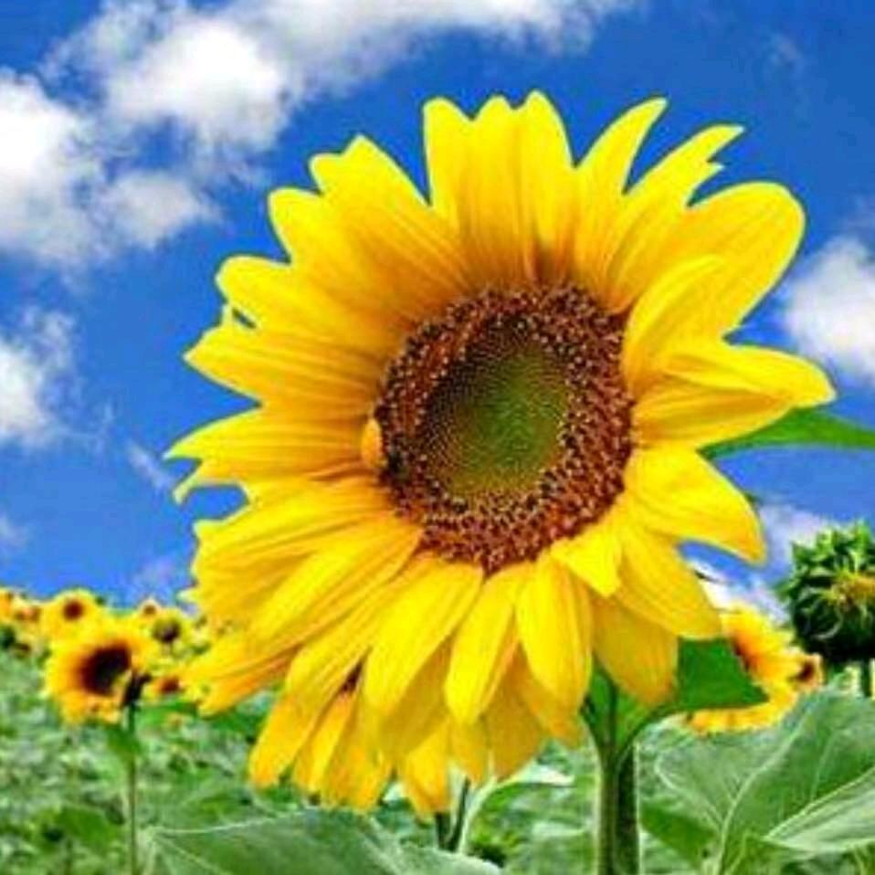 天天（田田）好心情