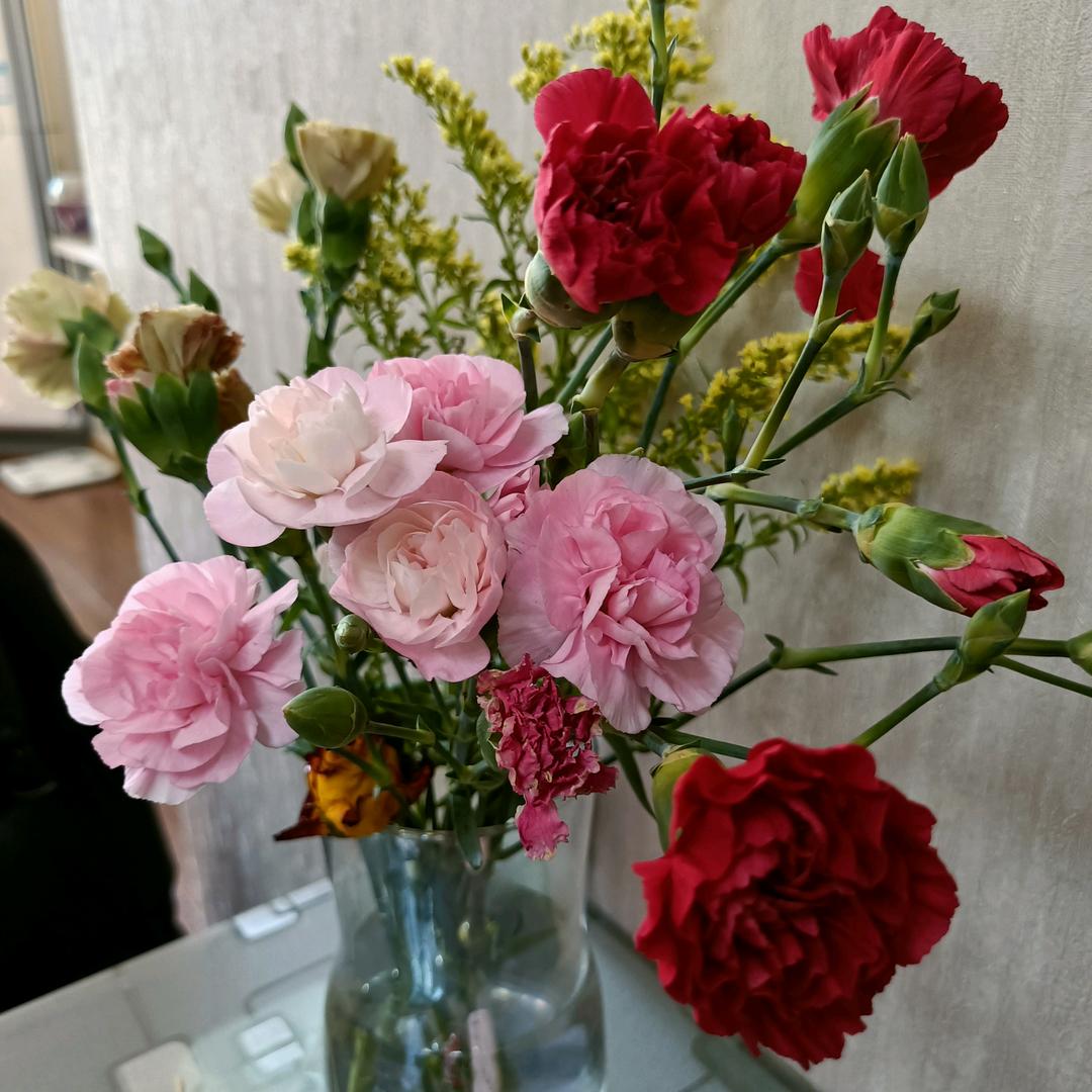 兰花草丶