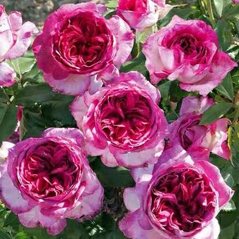 苏北黑松造型基地