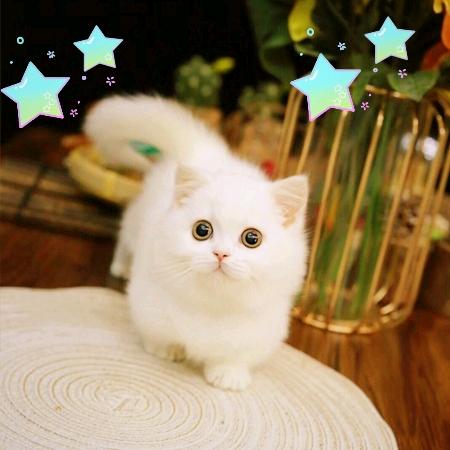 小雪👑👑