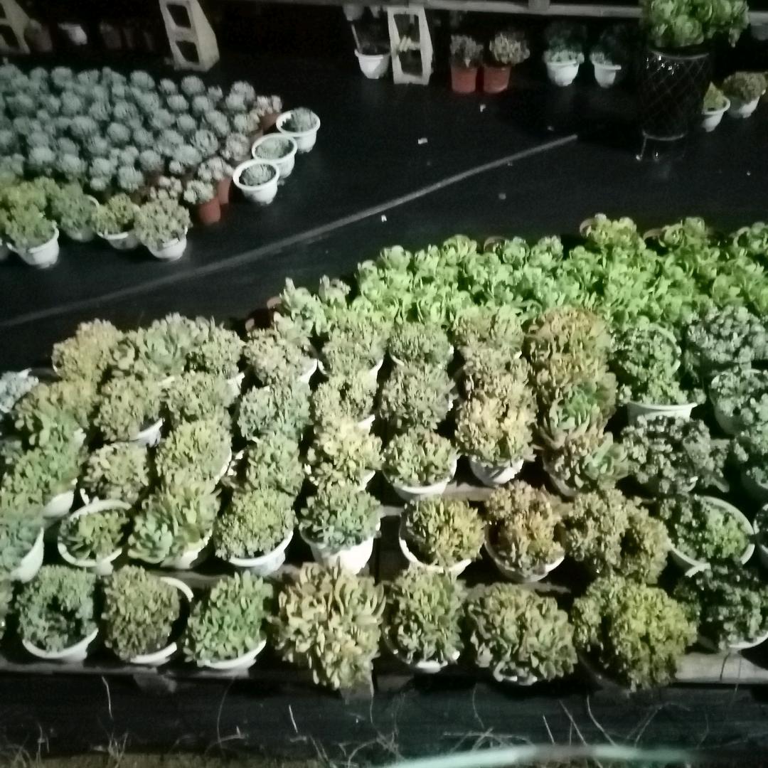 远林哥