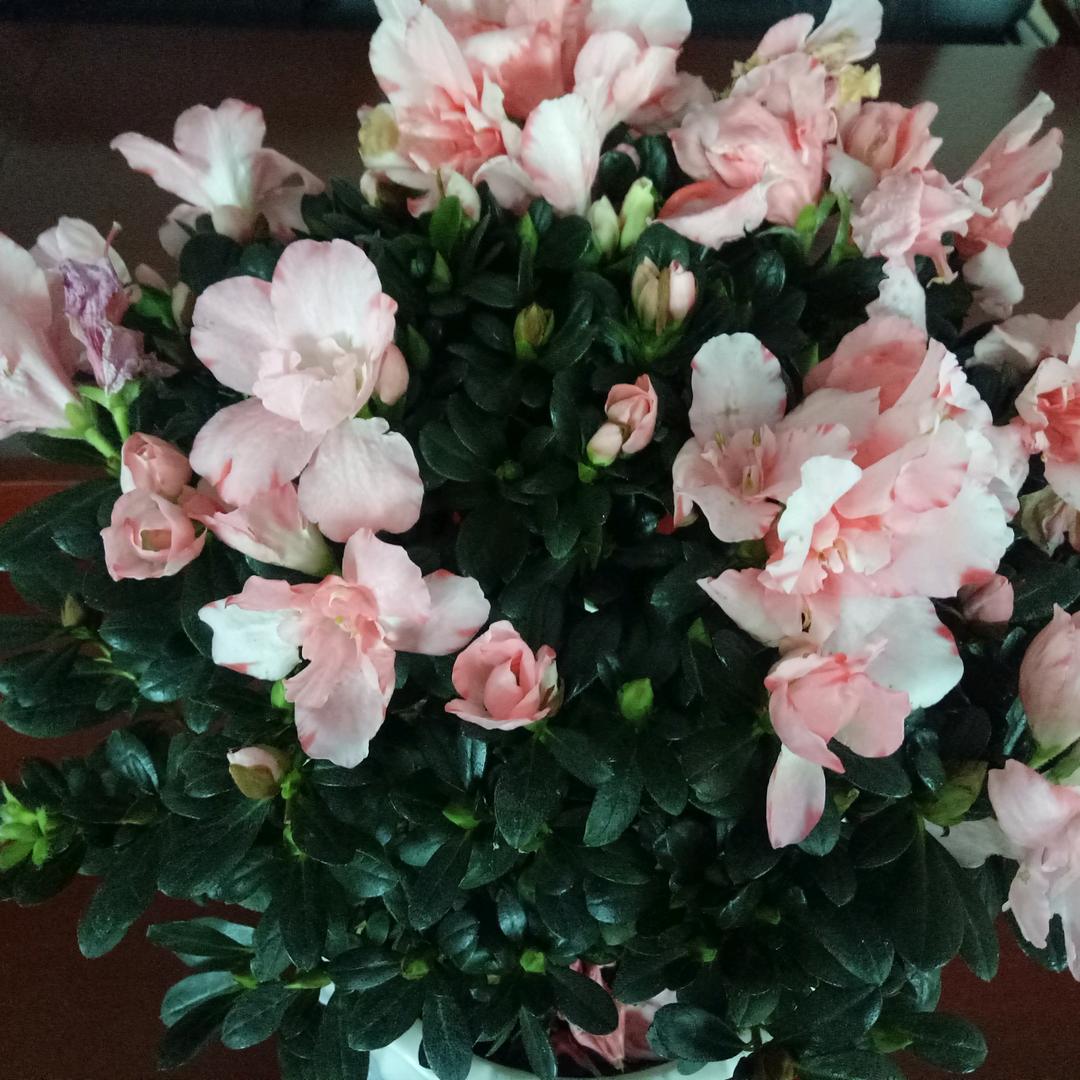 一生阳光