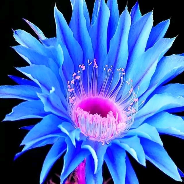 lovely妈咪