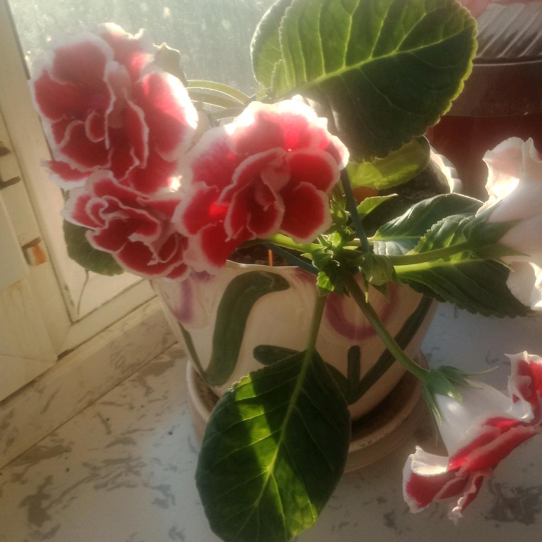 繁花似水